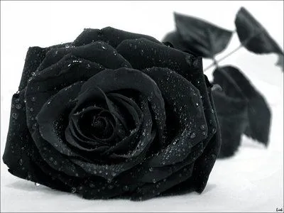 V.A.G.O.'s: Rosas negras..