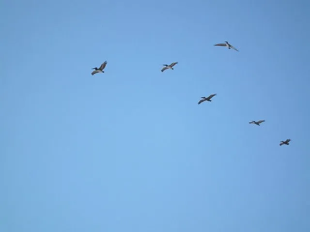 Mas vale 6 pajaros volando que uno en mano | Flickr - Photo Sharing!