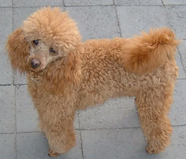 Valley View Dog Breeders - Poodle Pictures