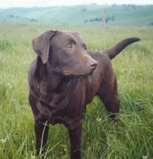 Valley View Labradoodle Breeders - Labrador Pictures