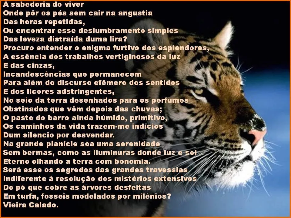 VALVESTA: BODAS DE OURO! A VIDA DE UM POETA DEDICADA A SUA OBRA.