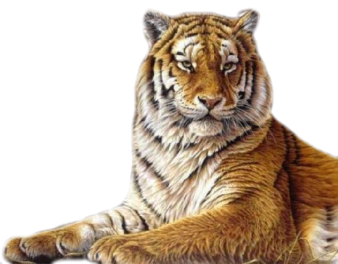 Várias PNG'S.: Tigre png