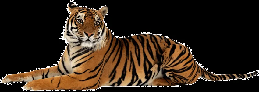 Várias PNG'S.: Tigre png