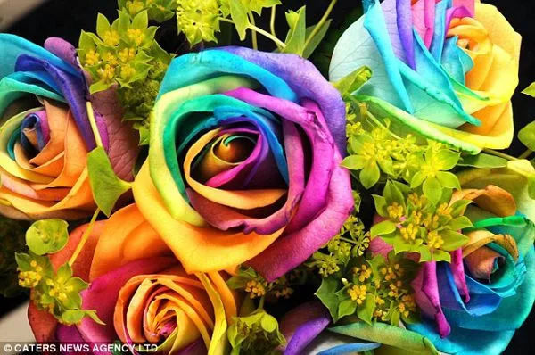 nueva variedad de flor “Rosa de arco iris” causa sensación