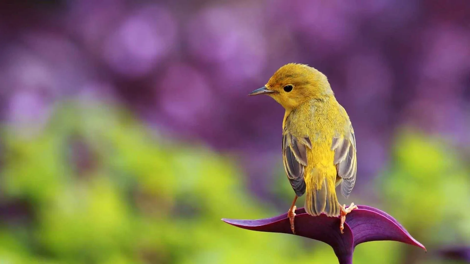 Variedad de pájaros HD | Photofusionvirtual