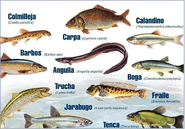 Variedad de peces con sus nombres - Imagui