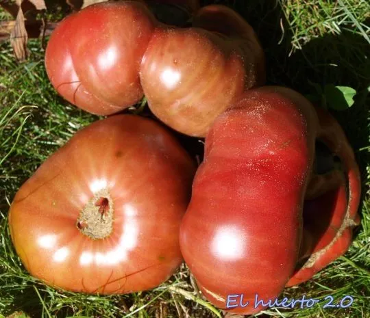 variedades de tomates gordos | El Huerto 2.0