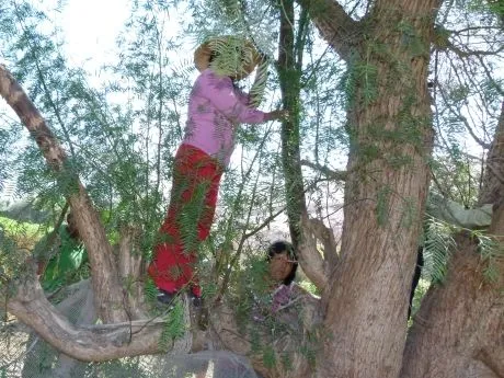 Vecinos de Camarones treparon a los árboles para evitar al toro ...