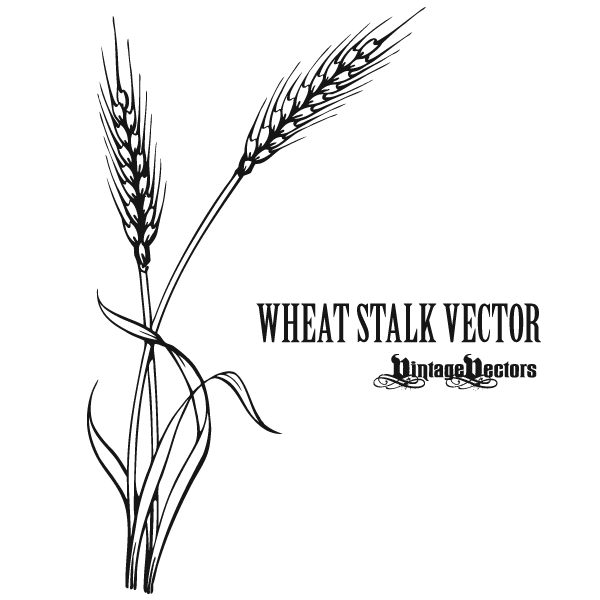 Vector Art: Wheat Stalk — Vintage Vectors