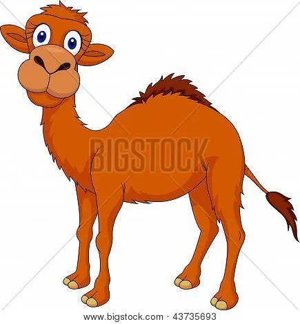 Vectores y fotos en stock de Camello de dibujos animados lindo ...