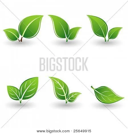 Vectores y fotos en stock de Conjunto de hojas verdes. Elemento de ...