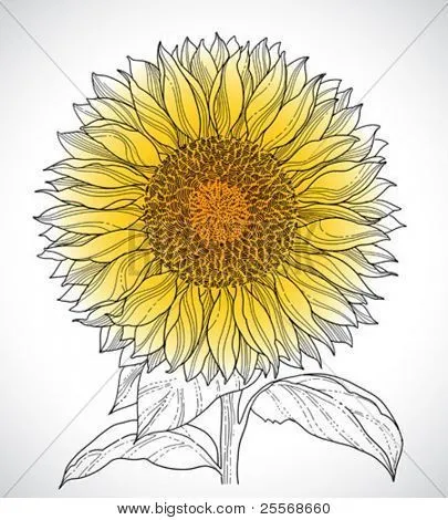 Vectores y fotos en stock de dibujo de girasol | Bigstock