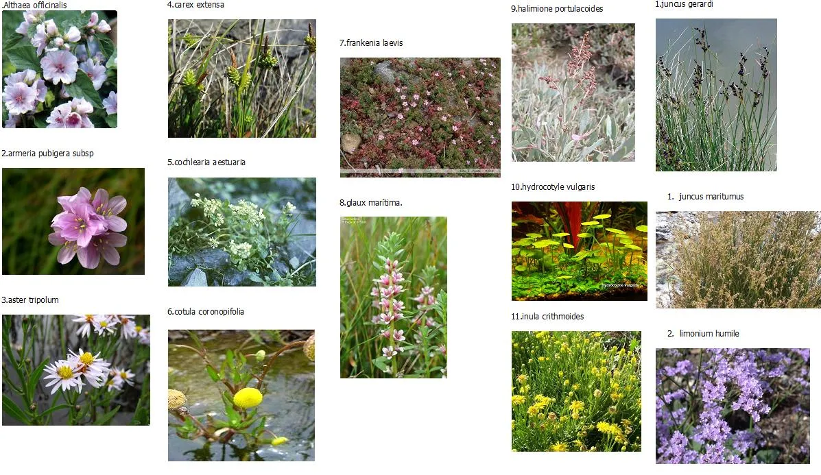 vegetales acuaticos del guadalquivir