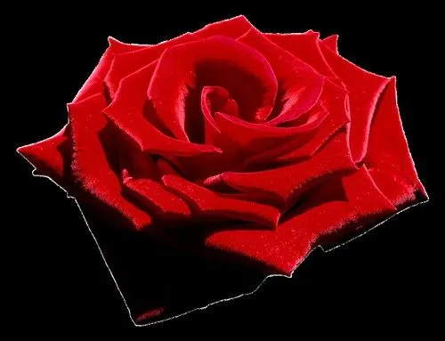 Velvet Red Rose, Png file, Attention only the maximum original ...