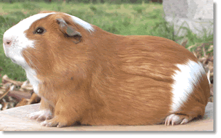 VEMOS Y ESCUCHAMOS: ESPECIES MENORES Y MERCADO CAMPESINO EN EL ...