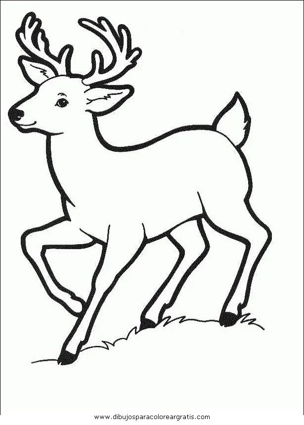 EL VENADO Colouring Pages