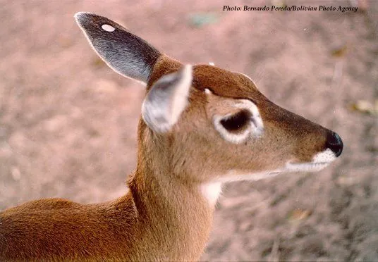 el venado: El venado