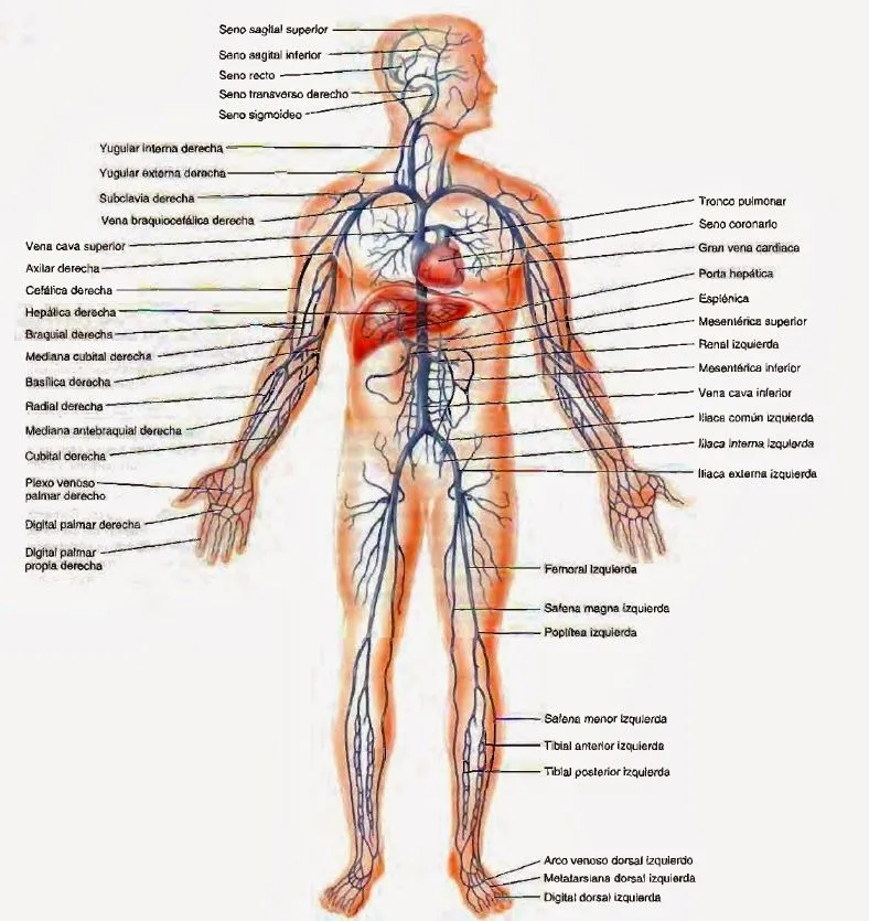 Venas - Sistema circulatorio | Temas de estudio para la anatomía ...