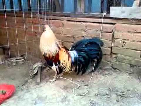 se vende Gallo giro con colorado - YouTube