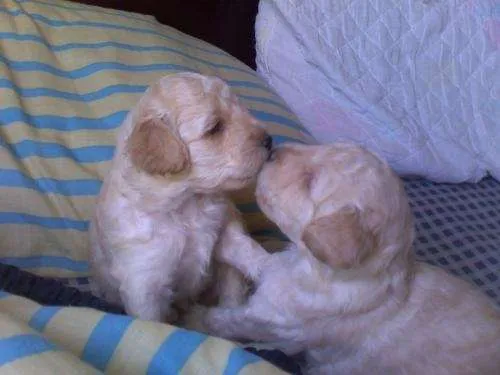 Se venden hermosos y legitimos perros poodle - Bío-Bío, Chile ...