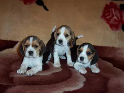 Vendo Bébé Beagle - Comprar Bébé Beagle - Lisboa, Cascais