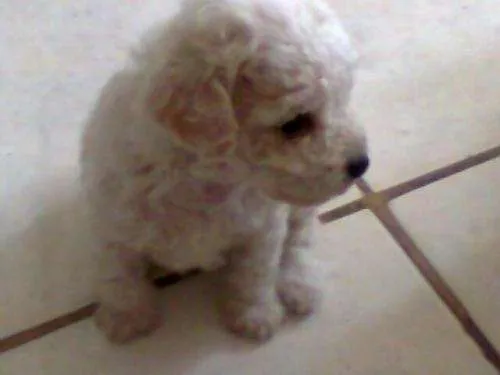 Vendo cachorritos french poodle mini toy - Jalisco, Mexico ...