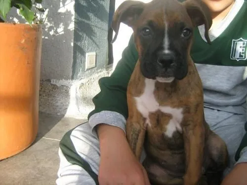 vendo-cachorro-boxer-hembra- ...