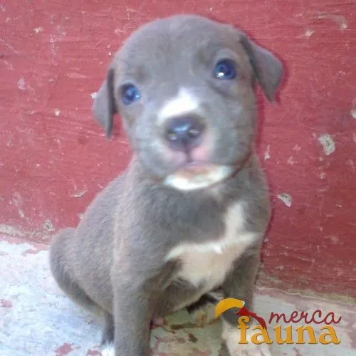 Vendo Cachorros American Stanford - Mercafauna - Compraventa de ...