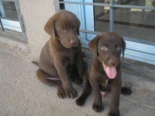 Vendo cachorros de labrador color chocolate!! en Córdoba - 507343