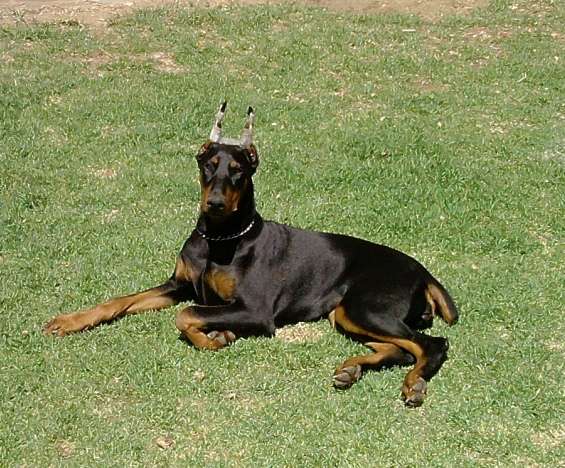 Vendo cachorros doberman y pinscher miniatura - Cochabamba ...