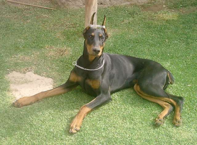 Vendo cachorros doberman y pinscher miniatura - Cochabamba ...