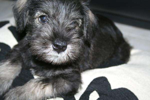 Vendo cachorros schnauzer sal y pimienta - Santa Cruz, Bolivia ...