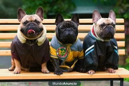 Vendo cachorros,disfraces,ropa a la moda y demas.. solo de ...