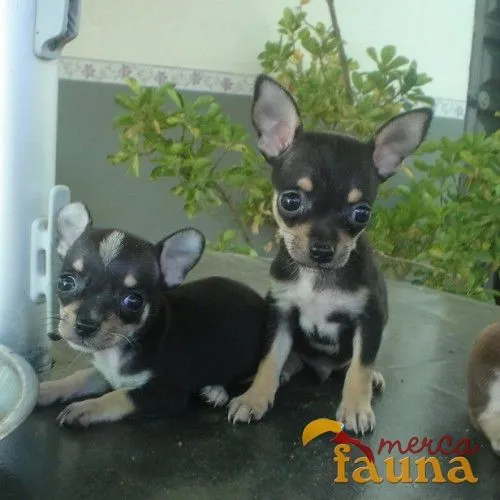 Vendo chihuahua negros - Mercafauna - Compraventa de animales ...