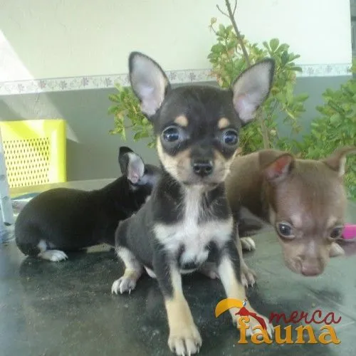 Vendo chihuahua negros - Mercafauna - Compraventa de animales ...