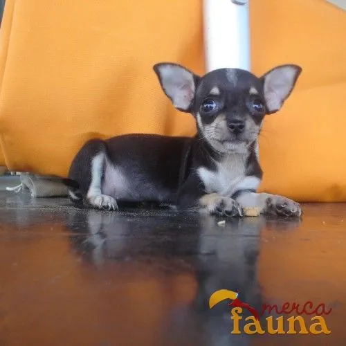 Vendo chihuahuas negros - Mercafauna - Compraventa de animales ...