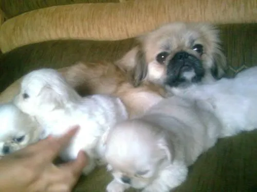 Vendo hermosos cachorritos pequines - Pichincha, Ecuador ...