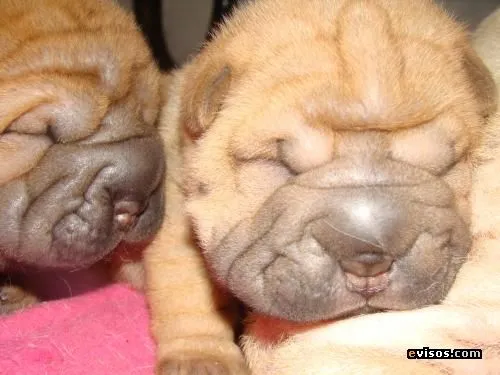 VENDO LINDOS CACHORROS DE SHAR PEI - Huancayo - Perros - Gatos ...