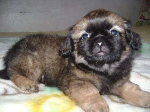 Vendo pequines enano,hermoso cachorrito - Concepción, Chile ...