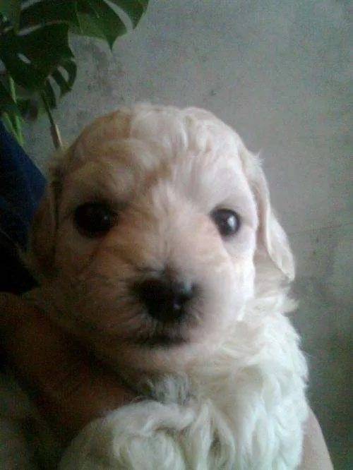 Vendo perrita poodle toy de 1 mes y 1/2 en talca - Talca, Chile ...