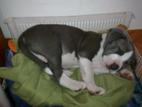 Vendo Pitbull Stanford Color Gris Animales Mascotas Pictures