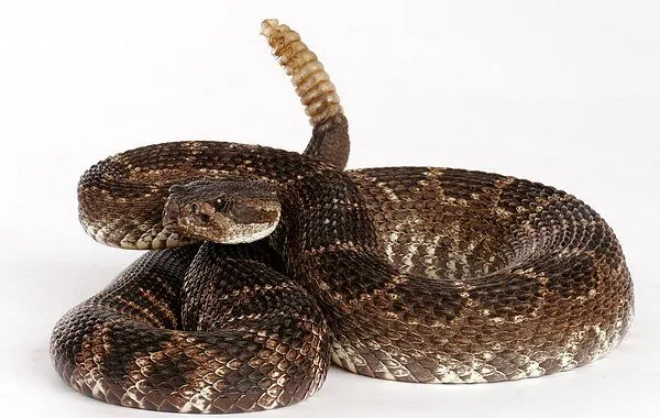 Veneno de serpiente de cascabel es eficaz contra el cáncer - Taringa!