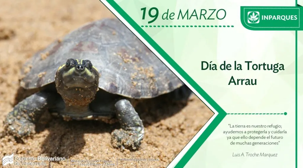 Venezuela conmemora el Día de la Tortuga Arrau para proteger la especie –  Minec