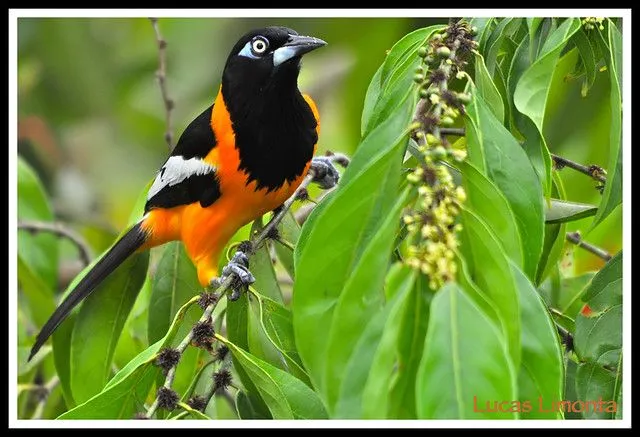 Turpial ave nacional de venezuela - Imagui