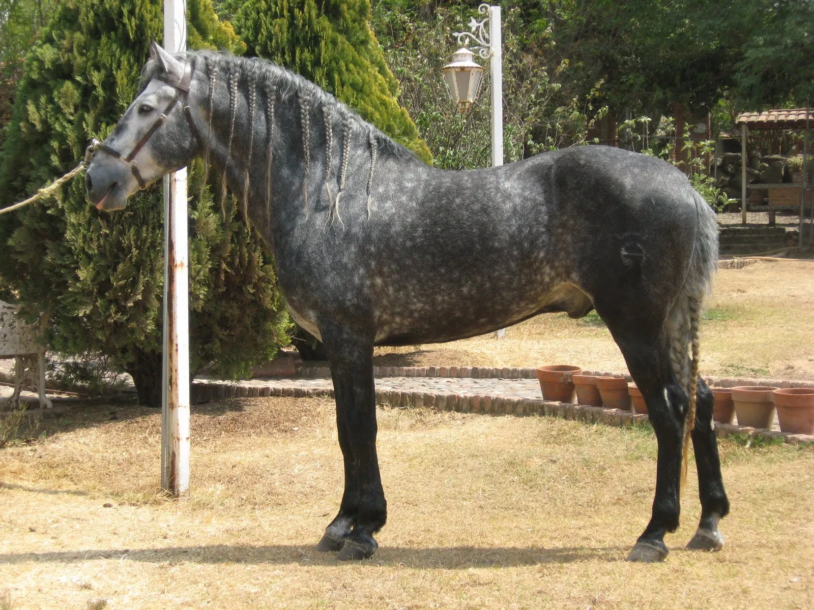 Venta de Caballos