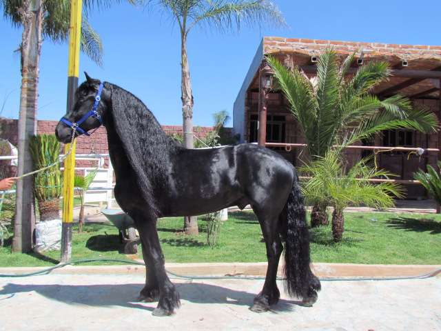 Venta Caballos Frisones Frison Frisian Friesian Jalisco Pictures