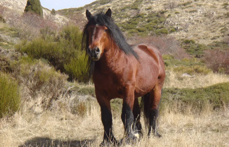 Venta Caballos - Yeguada Moreno