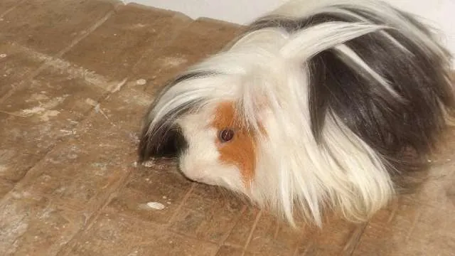 Venta de cobayas/conejillos de indias/curis,hermosos raza angora ...