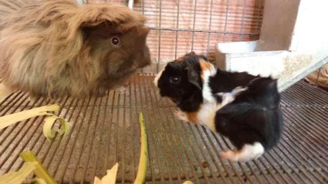 Venta de cobayas/conejillos de indias/curis,hermosos raza angora ...