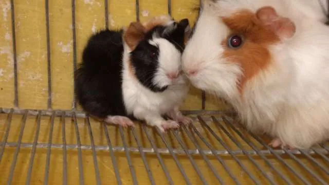 Venta de cobayas/conejillos de indias/curis,hermosos raza angora ...